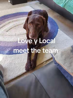 A brown dog is centered in the image, looking directly at the camera. The dog is lying on a rug with a circular pattern. Text overlay reads: 'Love y Local meet the team'. The background includes a gray sofa and a glimpse of a wooden floor.
