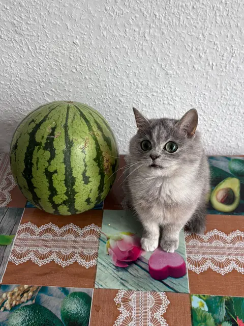 A photo of a light grey and white cat looking surprised, sitting in front of a large green watermelon and a patterned table. There is a heart-shaped item on the table as well. The background shows a plain white wall and an avocado on the table, adding to the scene.