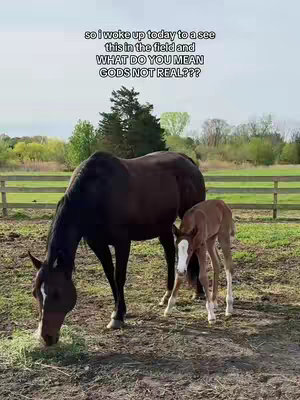 A field with a black horse and a brown foal standing side by side. The adult horse is eating grass, and the foal is next to it. In the background, there is a wooden fence, trees, and a blue sky.