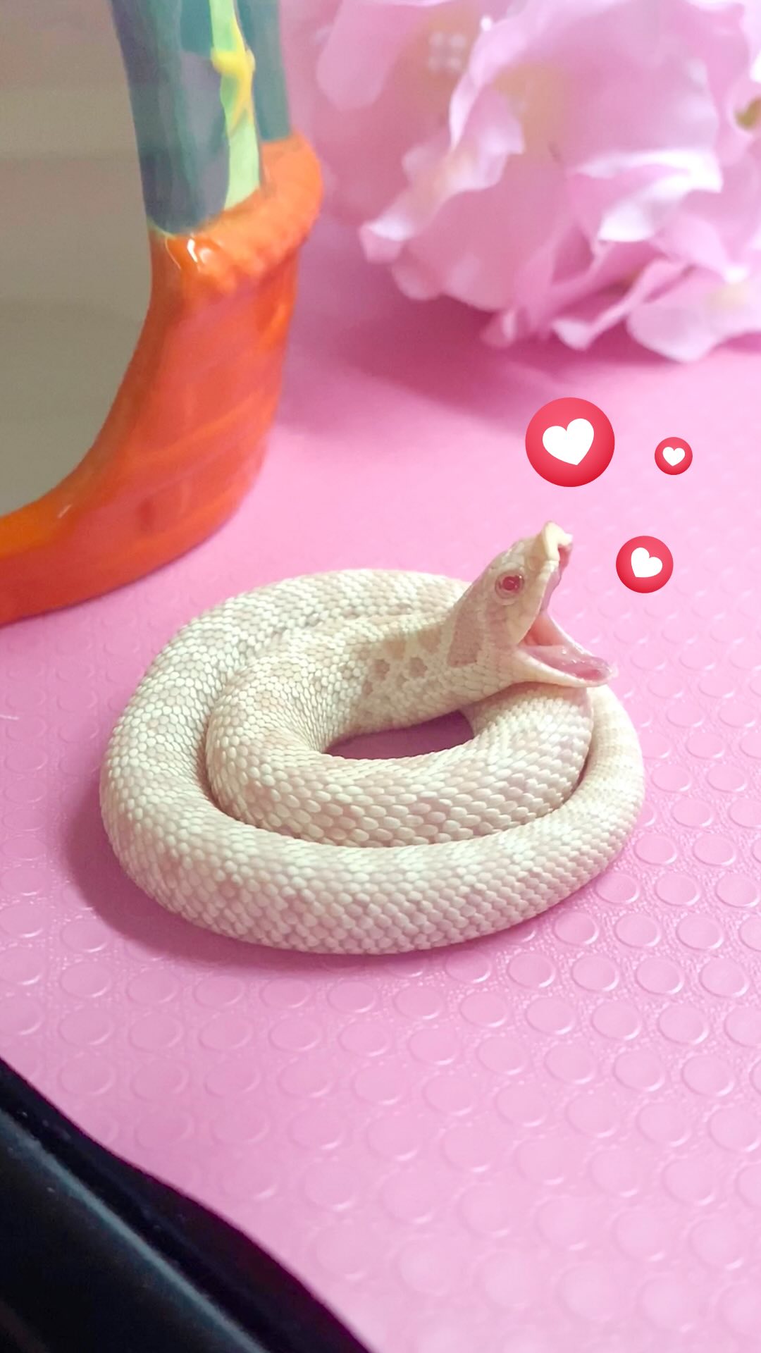 A close-up shot of a white snake yawning, its mouth wide open, set against a pink textured background. The snake is curled, and its pink inner mouth and red eyes are visible. Floating above, there are two heart emojis.