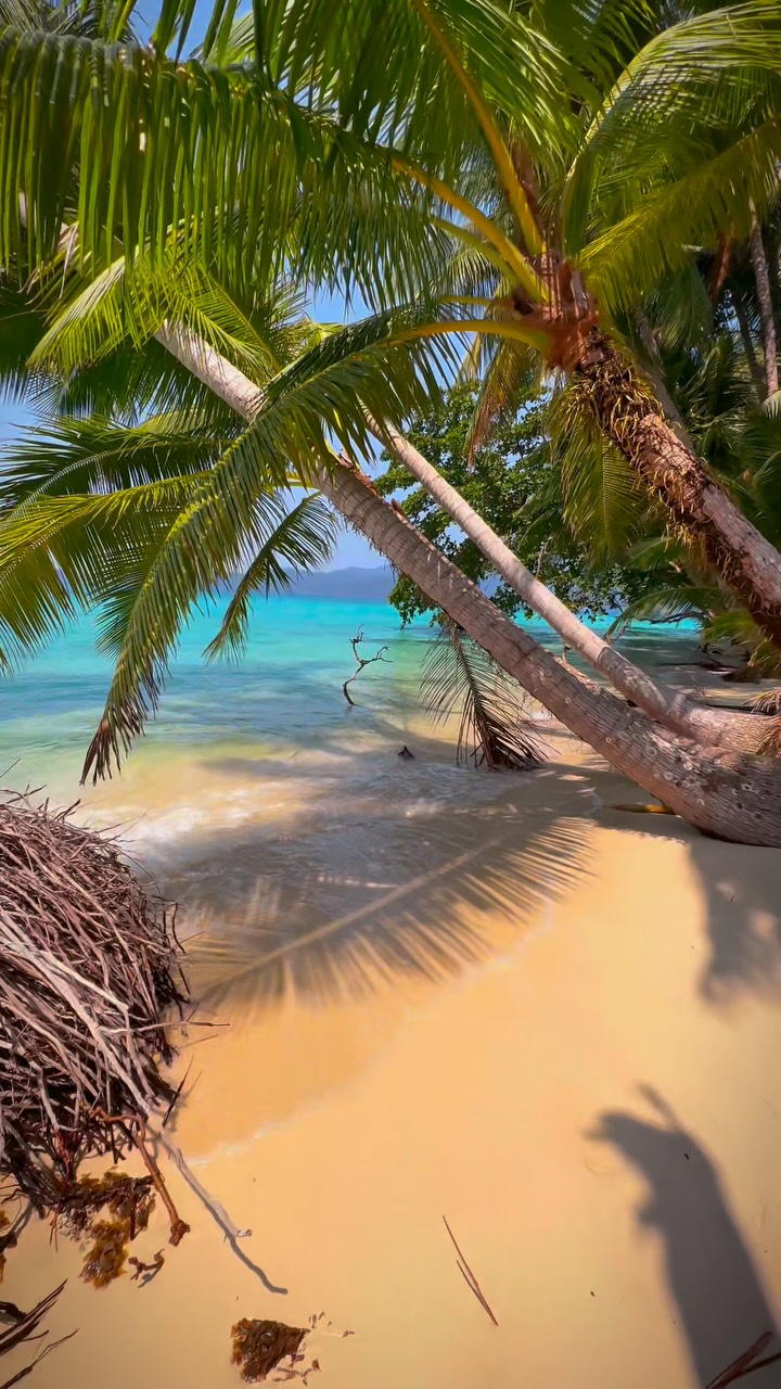 A picturesque beach scene with golden sand, turquoise water, and leaning palm trees. The sunlight casts shadows, creating a vibrant, tropical atmosphere with a sense of tranquility.