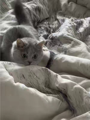 A close-up shot of a cat resting in bed. The cat is gray with wide, curious eyes, and it's laying on a white bedspread with a patterned design. The bedding is slightly rumpled, creating a sense of comfort.