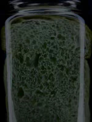 A close-up shot, focusing on a clear glass jar filled with a porous, green substance, resembling bread. The jar is centered against a black background, with highlights adding texture and form. The white lines on the edges suggest reflections or framing.