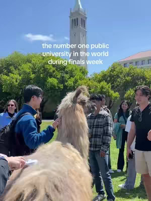 An outdoor scene featuring a group of multi-ethnic people gathered around a large llama. In the background is a tall tower and trees under a blue sky. The image suggests a university setting, emphasizing community and well-being.