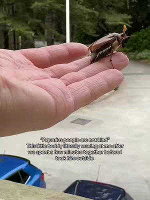 A hand, with light skin, gently holds a small insect. A light-colored background with a glimpse of the outdoors.