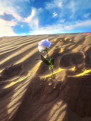 An isolated white rose blooms in a desert against the backdrop of a blue sky and clouds. The image uses high contrast between the cool colors of the sky and flower, and the warm colors of the sand and the sun. The sand is textured with long, flowing ridges and shadows.