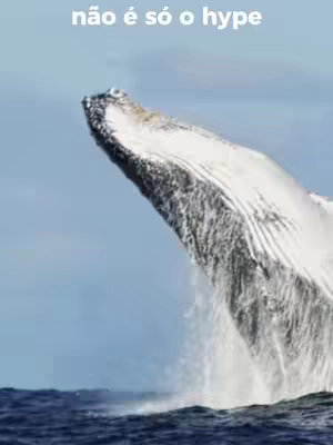The image shows a humpback whale breaching the surface of the ocean. The whale's white underside is visible, contrasting with the blue sky and the dark blue water. Text overlayed on the top suggests a tourism topic.