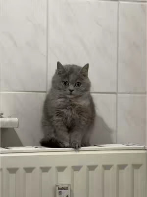A gray kitten is sitting on a white radiator. The backdrop is white tile. The Kitten's looking right at the camera with a calm expression.