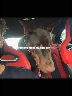 A man is sitting in the driver's seat of a car with a large Doberman Pinscher in the passenger seat. The dog has cropped ears and a docked tail. The car's interior is a mix of black and red, suggesting a sporty design. Overlaid text says, "everyone meet my new son Ryu."