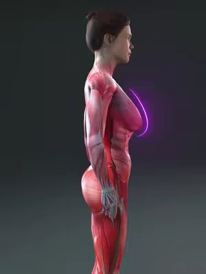 A side-view anatomical illustration of a female figure with visible muscles. The chest area is highlighted with a purple, glowing curve. The background is a dark gray.