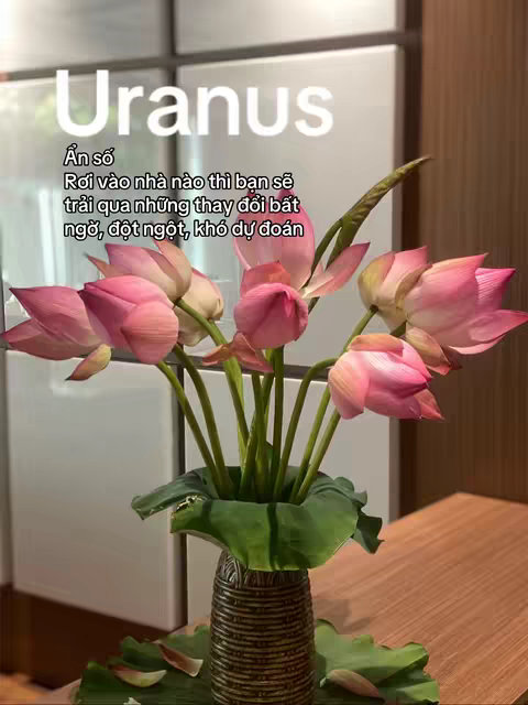 A still life features a vase filled with vibrant pink lotus flowers set against a serene, indoor backdrop. The flowers are in full bloom and various stages, positioned in front of a light-colored window.