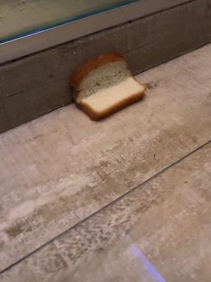 A slice of bread rests on a wooden floor. The bread is light brown on the crust and white in the middle. The floor has a wood-like pattern.