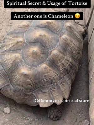 A close-up shot of a tortoise, with the camera focusing on the textured surface of its shell. Above, there is text on a black rectangle, with the words "Spiritual Secret & Usage of Tortoise" and "Another one is Chameleon" with a smiley emoji. Below the tortoise, there is a logo.