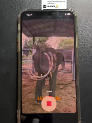 The cover image shows a phone displaying a video. The phone is held vertically against a dark background. The video features an elephant standing in an enclosure. There are text overlays, including a question mark.