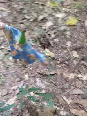 The cover image presents a dynamic, slightly blurred scene featuring a portion of a figure moving forward. The primary focus is on the lower part of the body, showcasing a blue garment patterned with orange floral elements and a green, conical hat, reminiscent of a character or costume. The setting appears to be a natural environment, possibly a forest floor, with scattered leaves and earth forming the ground.