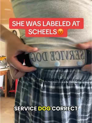 A person is holding a service dog harness, revealing text that says 'SERVICE DOG' in reverse, with an overlay text that says 'SHE WAS LABELED AT SCHEELS'