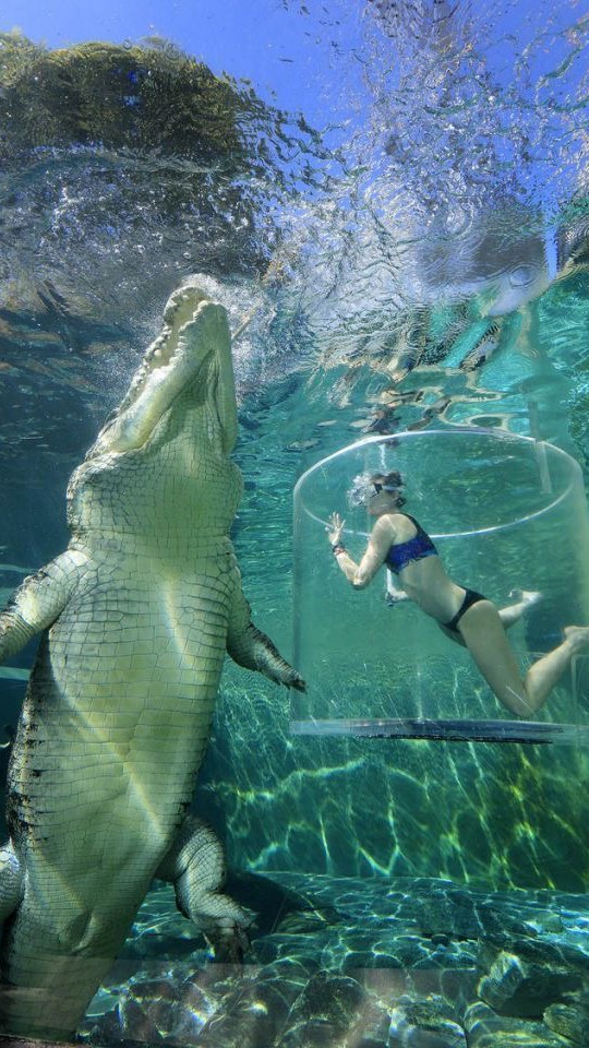 Underwater shot showing a massive crocodile facing toward the camera, with a woman in a protective cylindrical cage nearby. The water is clear, with sunlight filtering down, and the background is a blue-green gradient.