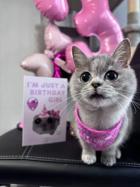 A gray cat with wide eyes wearing a pink bandana sits on a black chair. Behind the cat are pink balloons shaped like the number 3. In front of the cat is a birthday card with a picture of a cat wearing a party hat. The card has the words, "I'M JUST A BIRTHDAY GIRL." The background appears to be an interior setting.