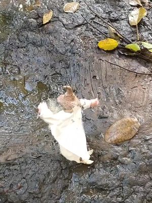 The image shows a miniature doll wearing a white cloth standing or lying on a dark, wet surface. Surrounding the figure are various textures of dark soil, and fallen leaves.