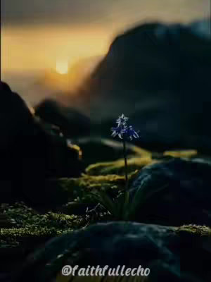 A nature scene at sunset. Dark, rocky foreground with a single stalk of a blue flower in the center. The background has a blurry silhouette of mountains and a golden sunset.