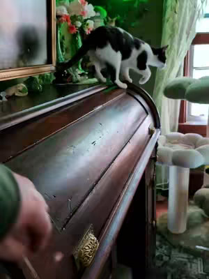 A close-up, slightly angled shot of a dark wooden cabinet with ornate brass hardware. A calico cat, black and white, is walking along the top surface of the cabinet, heading towards the left. A blurred hand is reaching out from the bottom left corner, possibly interacting with the cat or the cabinet. Behind the cabinet, a blurred background reveals a vase with flowers and a section of a cat tree.