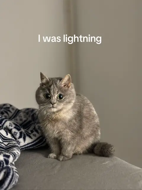A gray cat with large, round green eyes is seated on a gray surface with a patterned blanket partially visible on the left. The background is a pale gray, and the words "I was lightning" are overlaid at the top.