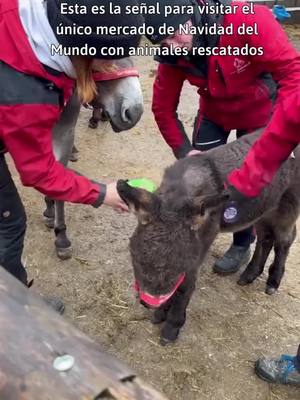 The image shows a group of people interacting with rescued animals at a Christmas market. A young donkey is being held by two people in red jackets, while text overlayed at the top directs viewers to the unique market.