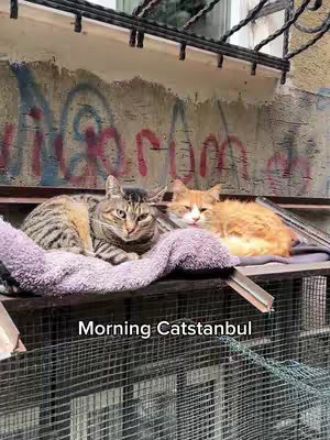 Two cats are laying next to each other on what looks like a purple blanket or cushion. They are in front of a wall with graffiti
