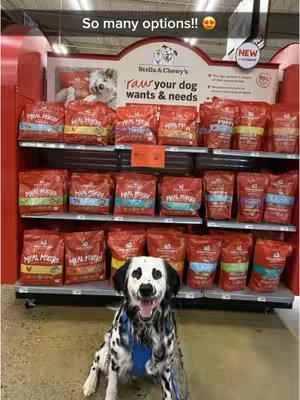 A dog, predominantly white with black spots and black ears, sits in front of a display of dog food products in a store. The products are on shelves, and the dog is the central focus.