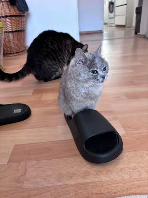 A light grey cat sitting on top of a black slide, with another black cat in the background. The image is taken indoors on a wooden floor.