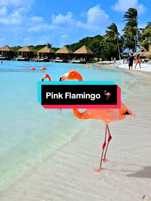A vibrant scene at a tropical beach. The image features a pink flamingo standing in shallow turquoise water, with the sunlit sand visible beneath. In the background, there are several small huts or cabanas with thatched roofs. The blue sky and white clouds creates a sunny backdrop for the scene.