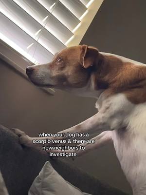 A dog with brown and white fur looks out the window by a set of blinds, its front paws are resting on a couch.