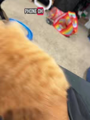 The image is a slightly blurred, close-up view with an orange, fur-like texture dominating the foreground, likely part of an animal. A blue object is visible in the upper left, possibly a toy or accessory. In the background, a colorful object, such as a child's toy with rainbow patterns, is partly visible. The text overlay at the top reads 'PHONE OH', with a red outline.