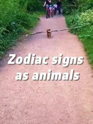 The cover image shows a dog running down a path with a log horizontally in its mouth. The path has a pinkish hue, and trees line the sides. Behind the dog, people are riding bicycles. Text overlayed in a white font reads "Zodiac signs as animals."