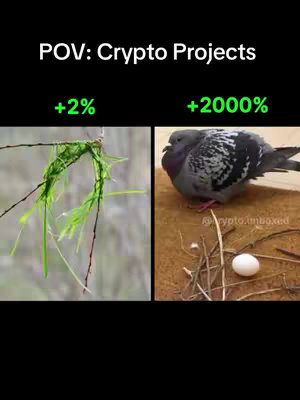 The image is a split screen. The left side shows a close-up of what appears to be a scraggly branch with some green growth. The text overlay indicates it represents a 2% increase. The right side features a bird, presumably a pigeon, looking content near an egg in a nest; text overlay indicates it represents a 2000% increase.