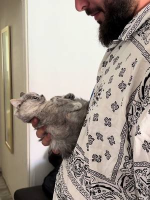 A man with a beard and a patterned shirt is holding a gray cat in his arms. The cat is looking up at the man, and the overall setting appears to be indoors.