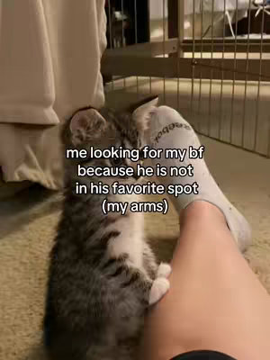 A kitten is standing up on its hind legs, reaching towards a person's leg, who's wearing a sock. White text overlays the image, presumably a caption.