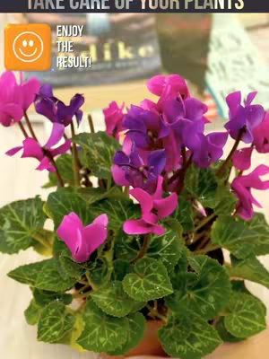 A close-up shot of a vibrant plant with pink and purple flowers. The plant is centered, filling most of the frame. The flowers are the focal point, with their petals in varying shades of pink and purple. The background is blurred, suggesting an out-of-focus setting. Overlayed text in the top left corner. Overall, the image is bright, colorful, and inviting.