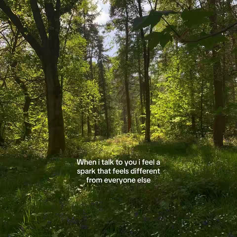 A vibrant image of a forest interior. Sunlight filters through the dense canopy, illuminating the green foliage and creating a dappled effect on the forest floor. The composition focuses on the lush greenery and the play of light and shadow, with a text overlay at the bottom.