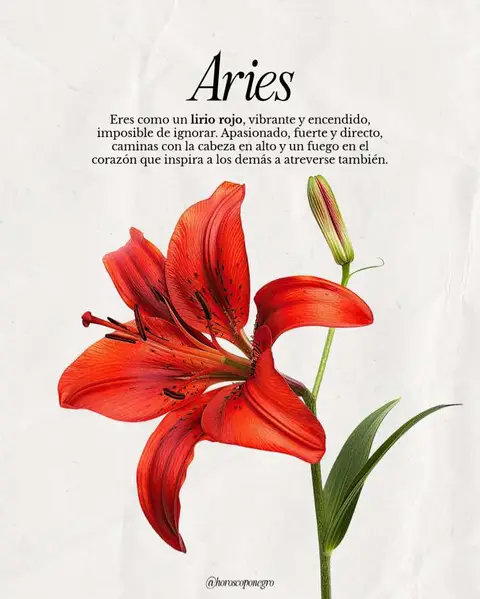 A close-up image features a vibrant red lily with broad petals against a textured, off-white background. The flower, centered and in full bloom, displays intricate details with darker red markings towards the center. In the upper portion, the word 'Aries' is displayed in bold black typography, with descriptive text to its left. The overall composition is clean and uses a high-key lighting style.