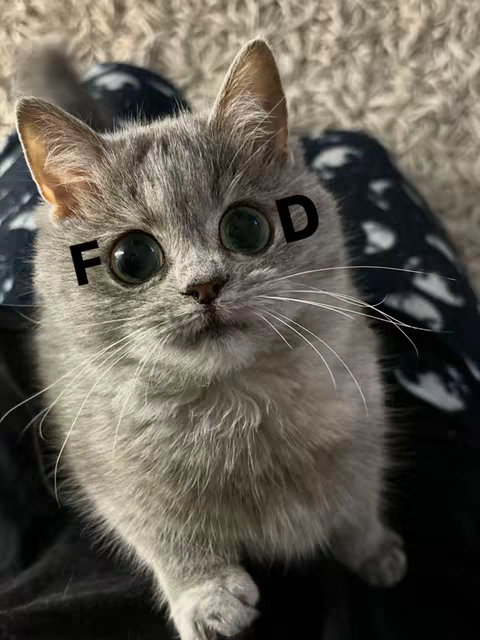 A close-up photo of a grey cat with large, expressive eyes. The cat is facing the camera with the word 'FOOD' superimposed over its eyes. The background is blurred, suggesting the cat is being held or resting on a soft surface.