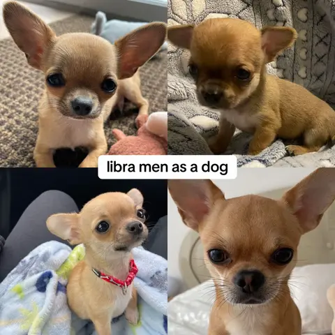 A collage of four images featuring different close-up shots of chihuahua dogs, with the text overlay 'libra men as a dog'. The dogs have light brown fur, large ears, and dark eyes. They are positioned on different surfaces and wearing red collars.