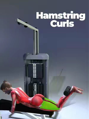An image of a 3D model of a person using a hamstring curl machine, with muscle groups highlighted in red and green. Text at the top reads 'Hamstring Curls'.