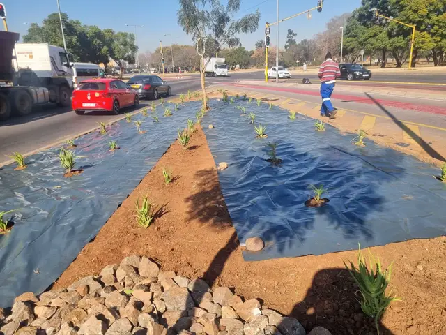 A street scene with new landscaping: triangular beds with young plants covered in black material, bordered by rocks. A man in blue work clothes walks beside the beds along the street, with cars and trucks in the background under a blue sky.
