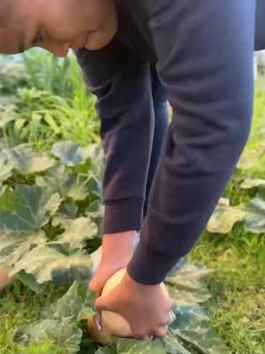 The cover image shows a person, cropped from the shoulders down, bending over to harvest a large, light-colored gourd from a patch of leafy green plants. The person is wearing a dark blue sweatshirt and dark pants. The image is well-lit, with natural light.