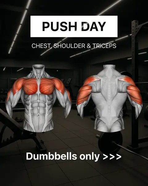 The image displays a stylized anatomical illustration of a male torso, front and back. The front view highlights pectoral and abdominal muscles in red, while the back view outlines the shoulder and upper back muscles. The text overlay indicates a 'Push Day' with workout instructions and app promotion.
