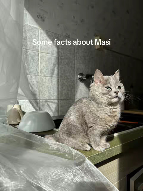 A gray cat sits on a counter, looking up and to the right. The background is a tiled wall with a window. There is text overlay on the image.