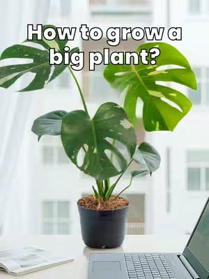 The image features a close-up of a potted Monstera plant on a white surface, likely a desk or table, with bright natural light illuminating the scene. The plant is the focal point, its large, green leaves with distinctive fenestrations clearly visible. The pot is black, contrasting with the lighter background. A laptop and some papers are partially visible in the background, suggesting a workspace setting. In the upper section, a text overlay is present.