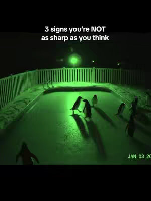 A night vision shot shows a backyard pool with penguins in it. Text overlayed on the top says, "3 signs you're NOT as sharp as you think".
