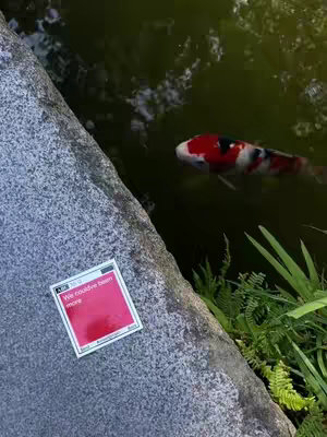 An angled shot featuring a koi pond and a stone embankment. A koi fish, distinguished by its red, white, and black markings, swims in the green-tinted water. A square sticker, bearing red and white colors with text, lies on the stone. The scene is naturally lit, suggesting an outdoor environment like a garden.